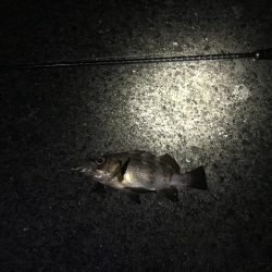 今シーズン最大！