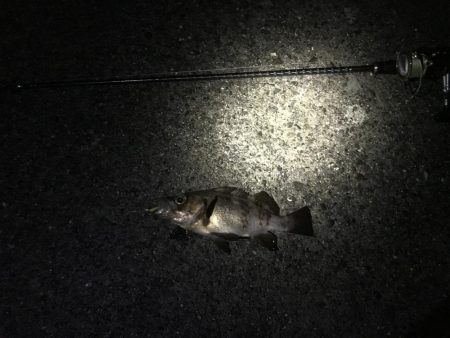 今シーズン最大！