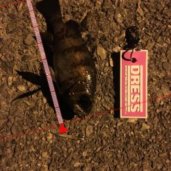 漁港メバリング