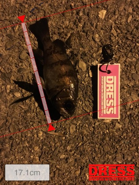 漁港メバリング