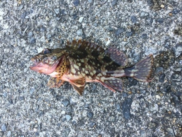 アジ探しに有田へ