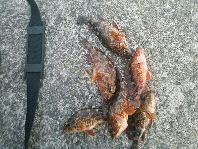 ガシラ釣り　～寒風高波、心が折れそう～