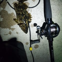 いつでも遊んでくれる魚