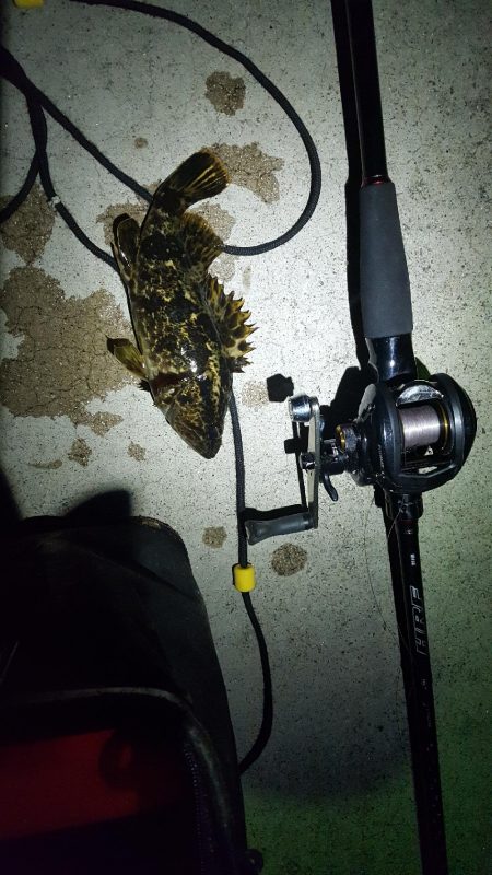 いつでも遊んでくれる魚