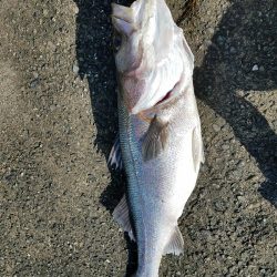 カマス～のスズキ