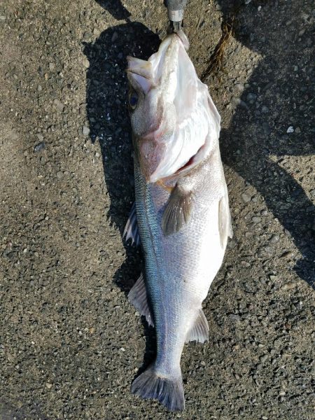 カマス～のスズキ