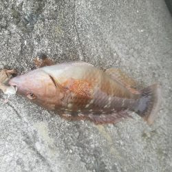 ガシラ釣り　～アタリ少ない～