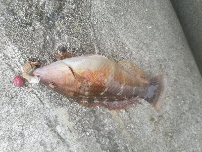 ガシラ釣り　～アタリ少ない～