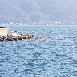 イカはいなかったが…