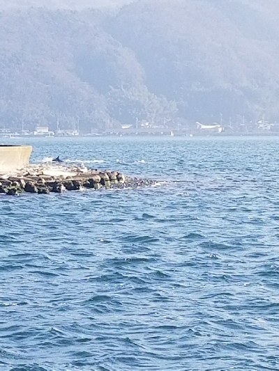 イカはいなかったが…