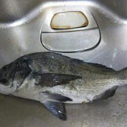 ようやくの一匹