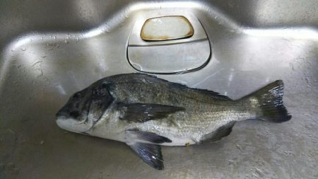 ようやくの一匹