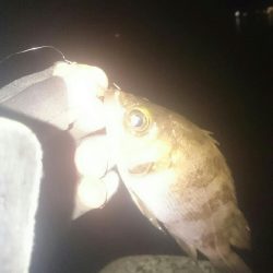 干潮❗だけど❗