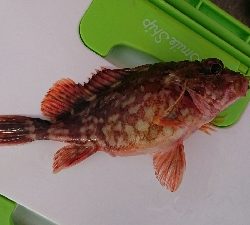 ロックフィッシュ釣行番外編