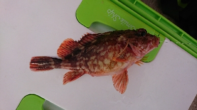 ロックフィッシュ釣行番外編