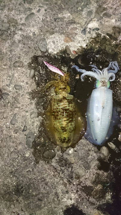 エギング釣行その5 今年初のキロUp!