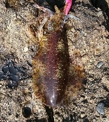 エギング釣行その5