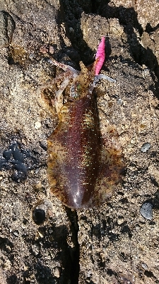 エギング釣行その5