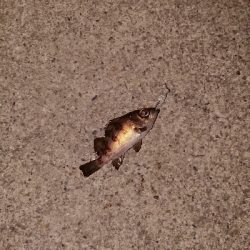 今宵もプラッキング