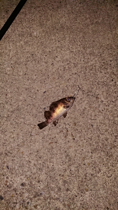 今宵もプラッキング