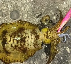 エギング釣行その8