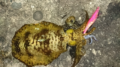 エギング釣行その8