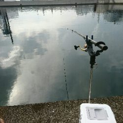 エビ蒔きでハネ釣り