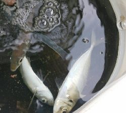 青物の飲ませ釣り用アジ