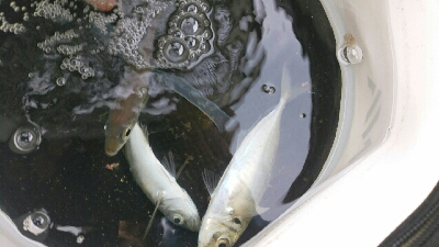 青物の飲ませ釣り用アジ