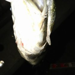 愛しいドブ川にて♪