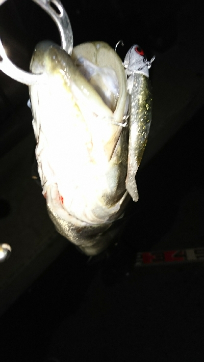 愛しいドブ川にて♪