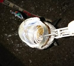 ようやく♪(*´∇`*)