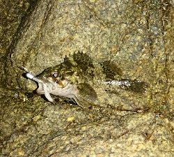 リリースサイズのカサゴのみ…