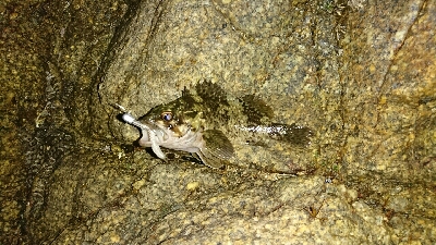 リリースサイズのカサゴのみ…