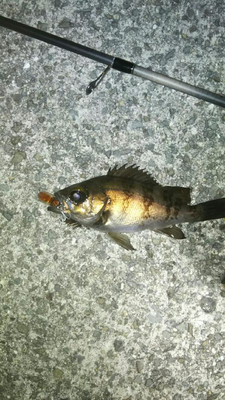 楽しい季節がやって来ました