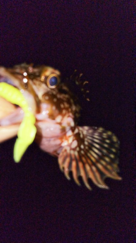 メバルプラッギング！