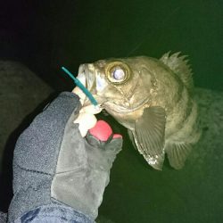 久しぶりの釣行く