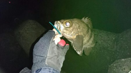 久しぶりの釣行く