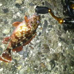 やっぱり～(￣▽￣;)～？