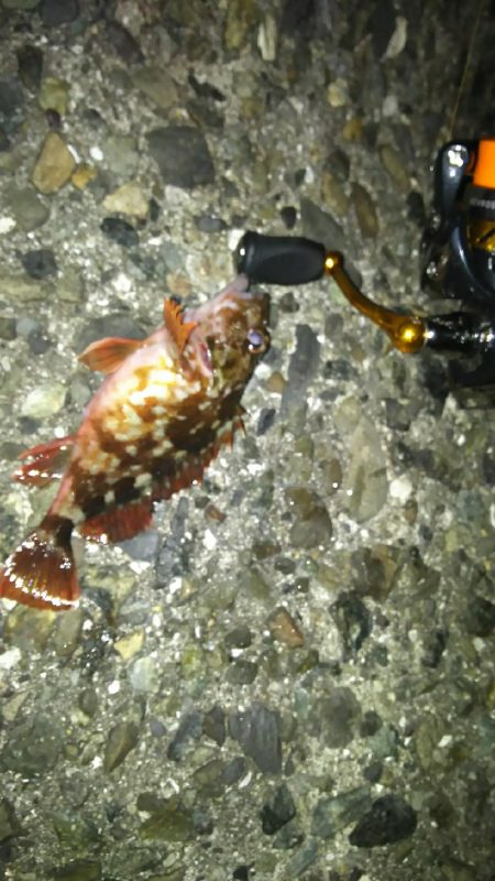 やっぱり～(￣▽￣;)～？