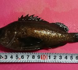 風がマシだったんで、釣行。