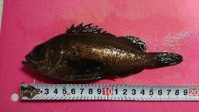 風がマシだったんで、釣行。