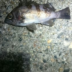 短時間メバリング