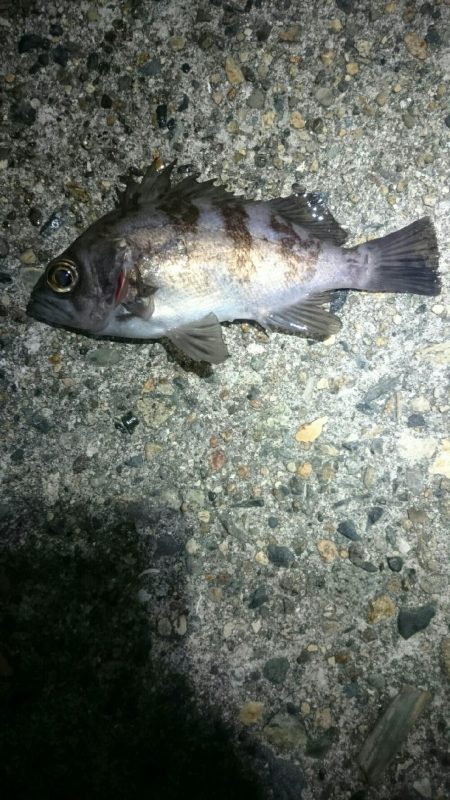 短時間メバリング