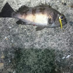 渋々メバリング