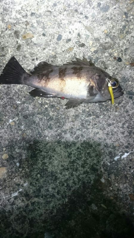 渋々メバリング