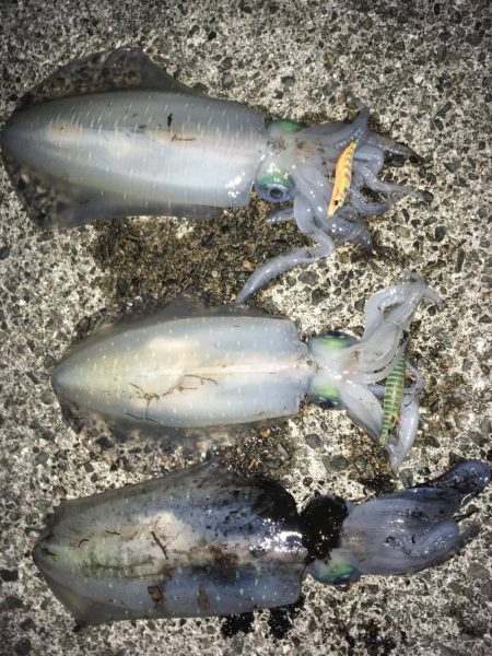 アオリイカの時期、関西「春」編！