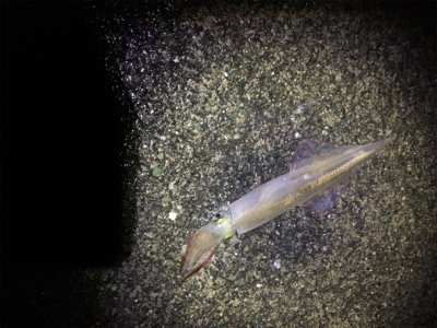 ヤリイカ釣行