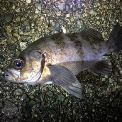 フロートリグでプカプカ