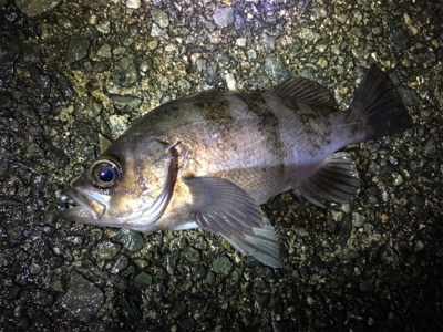 フロートリグでプカプカ